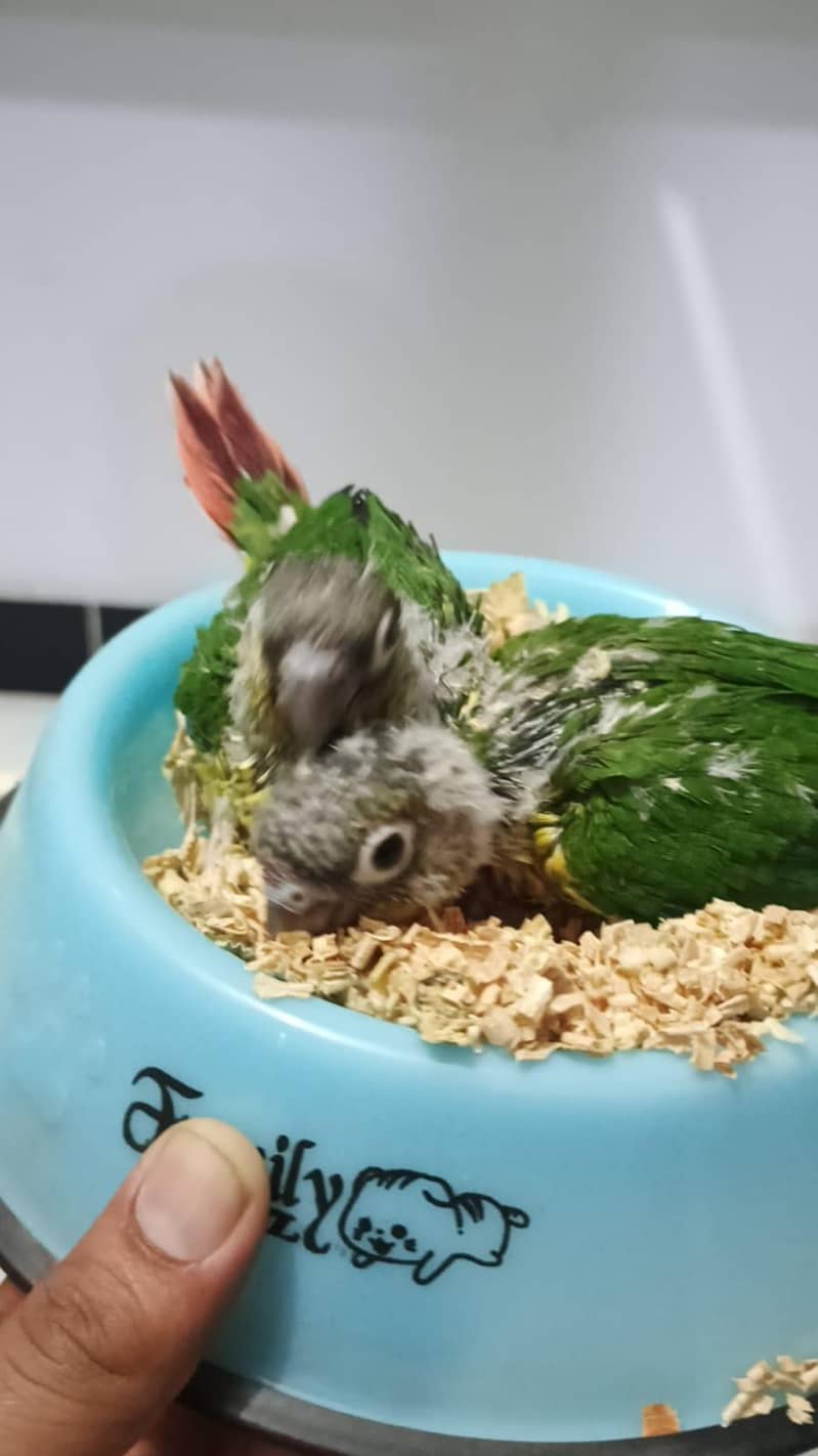 Parrots chicks 4