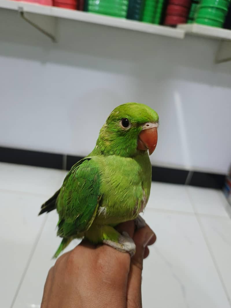 Parrots chicks 5