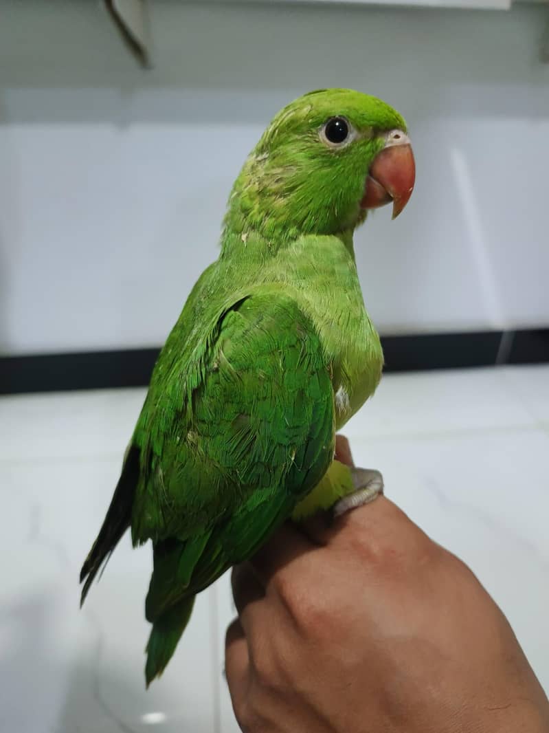 Parrots chicks 6
