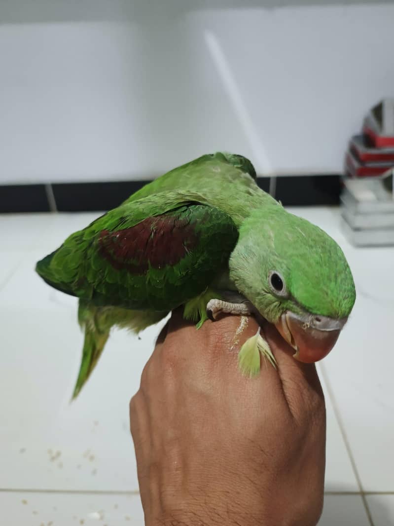 Parrots chicks 7