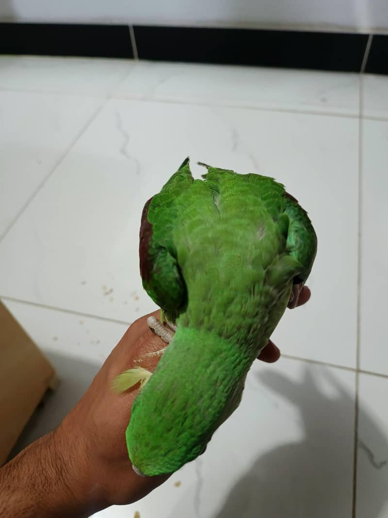 Parrots chicks 8