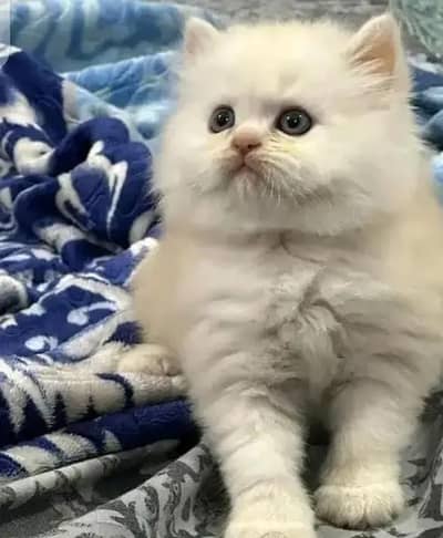Persian female kitten for sale all Pakistan delivery available