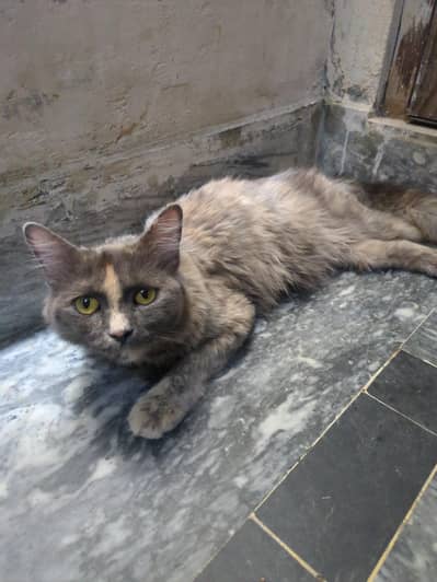 beautiful Gray cat for sale