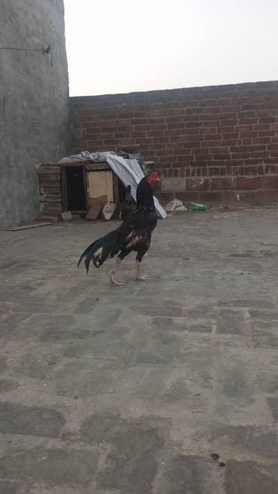 Cheena murga