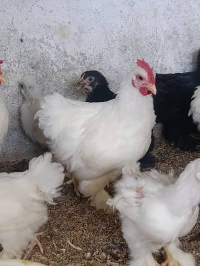 white and black bantum pairs | Bantam chicks  | Bantam hens| fancy hen
