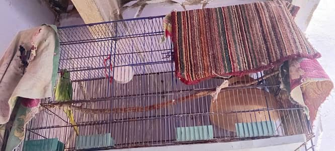 ring neck pair and Cocktail Breeder pair and 2 jawa pair. .