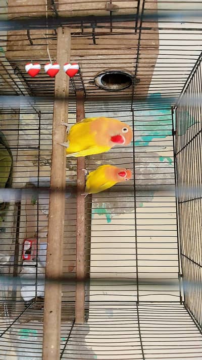 love birds for sale