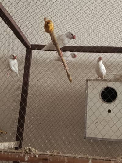 white jawa birds colony for urgent sale