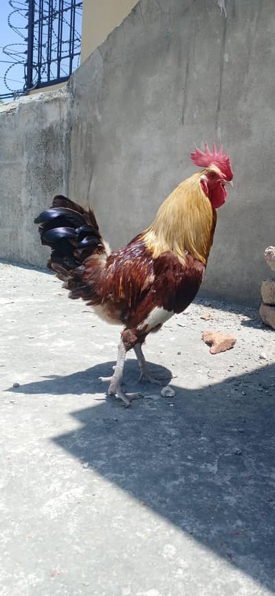 Desi murga for sale in Rawalpindi