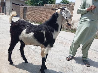2026  quarbin k lai Bakra for sale h