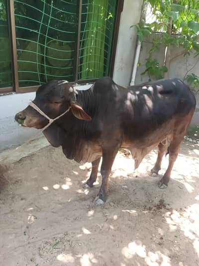 Ghar ka lia ha sirf 2 hisa available hn 18 to 20 kg per hisa