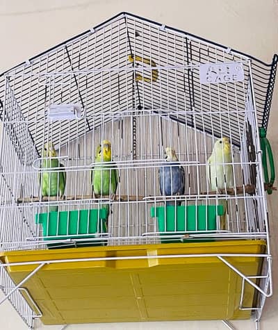 Beautiful Healthy Budgerigars for Sale – 4 Pieces | Sarai-Alamgir