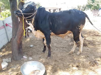 Ghar ka palla Desi cholistani vacha for sale 03094690531