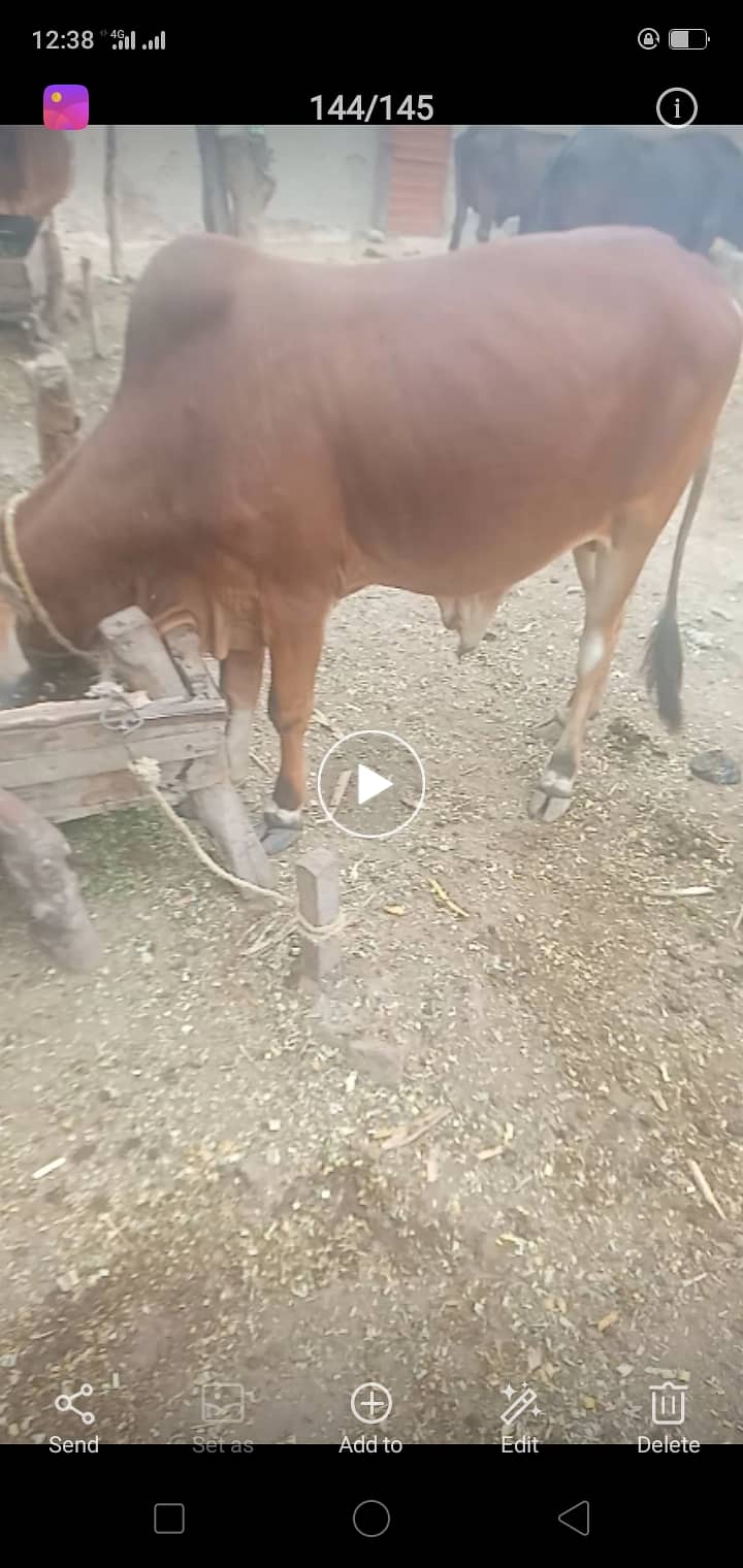 Cows li 1