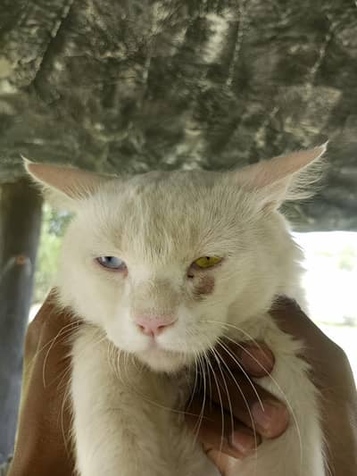 White color odd eyes  male