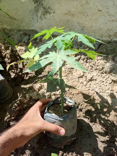 hybrid plants for sale