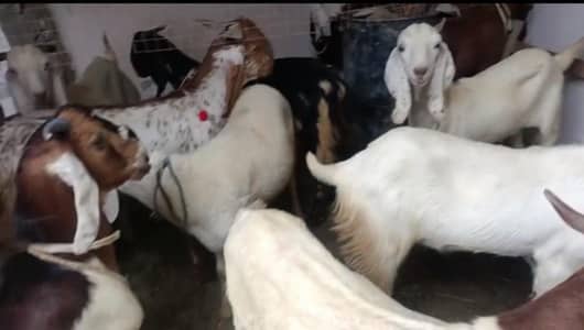 Bakry for qurbani