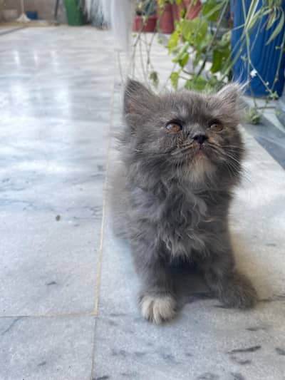 kitten for sale