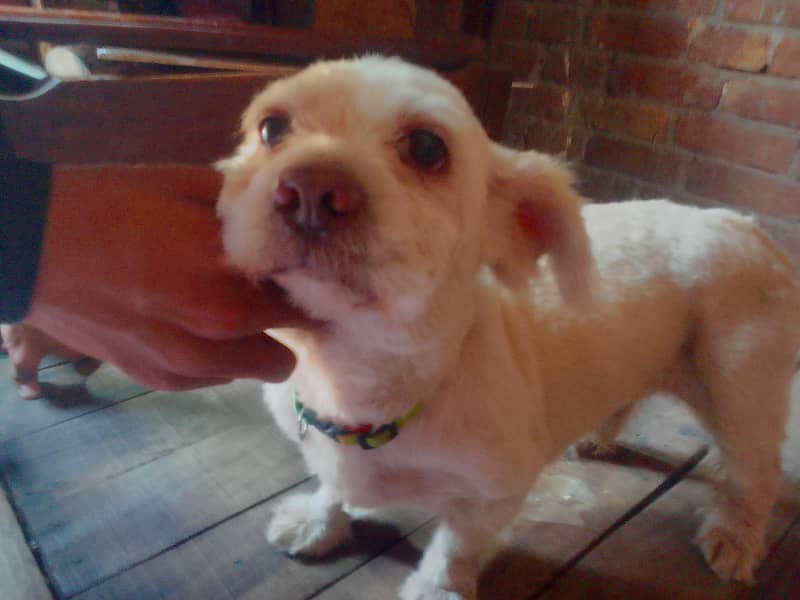 friendly dog 0
