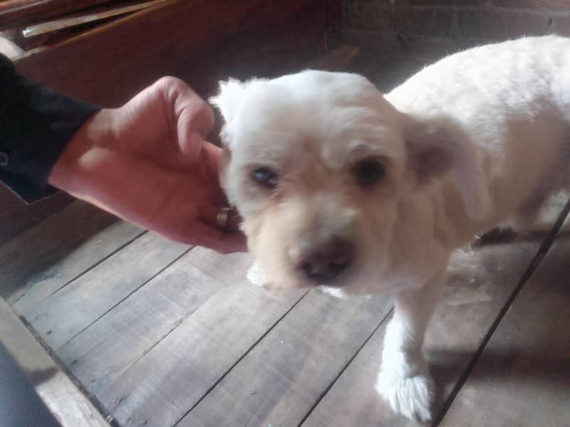 friendly dog 1