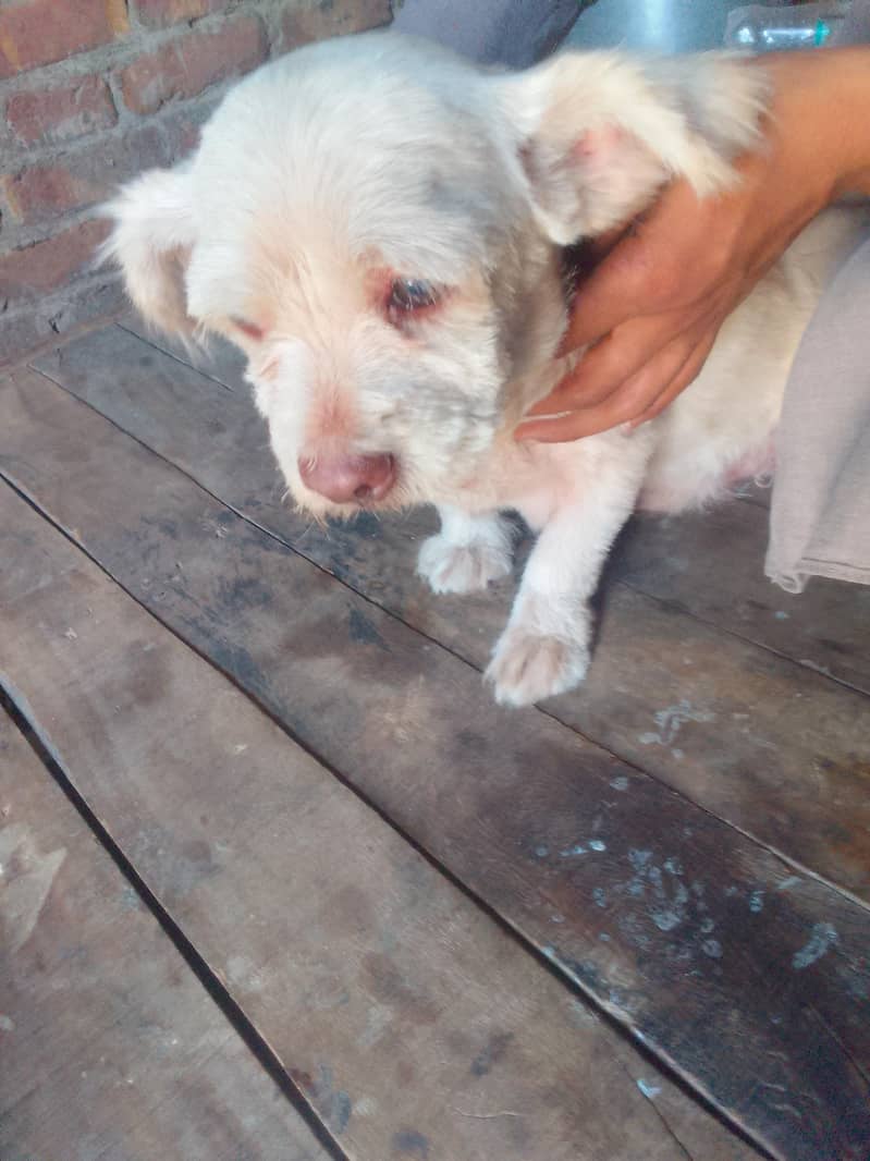 friendly dog 2