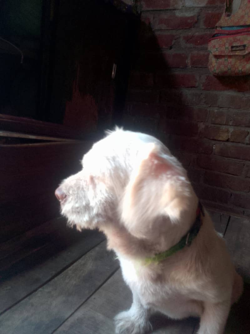 friendly dog 3