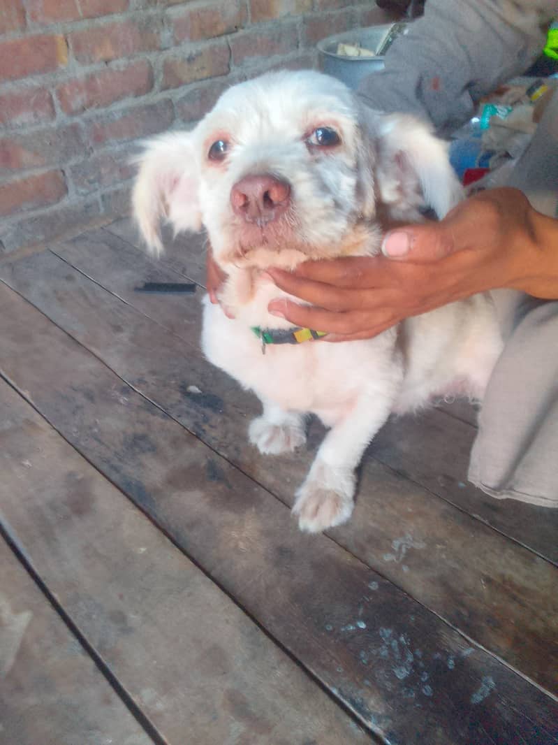 friendly dog 4