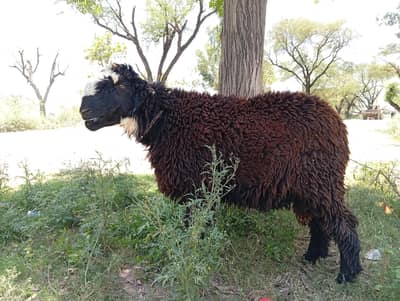 2sheeps ready for qurbani healthy and actuce