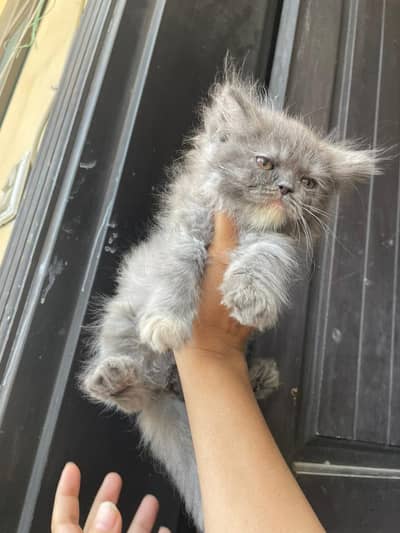 grey persian triple coat female kitten for sale