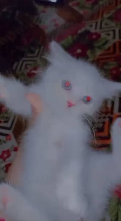 White persian kittens triple coated