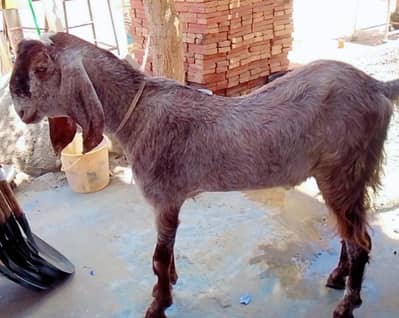 Bakra for Sale