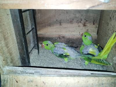 green chicks pair