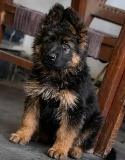 Fully Vaccinated and dewormed Jerman Shepherd male puppy