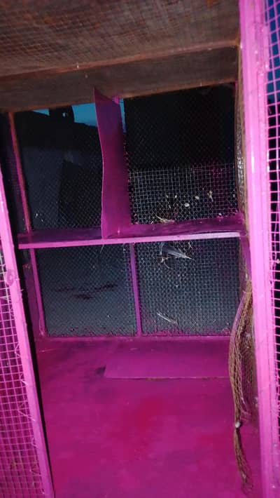 pigeon  cage