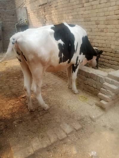 wehri for sale