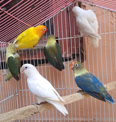 Beautiful Breeder(2 Pair + 2 Extra Female). Sb sth dny hn. 03116130712