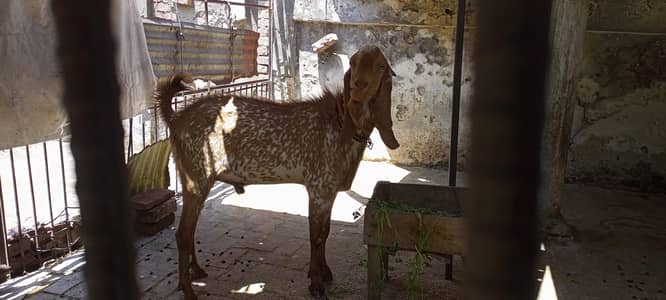 Male goat