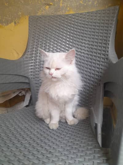 Persian Female Cat for Sale