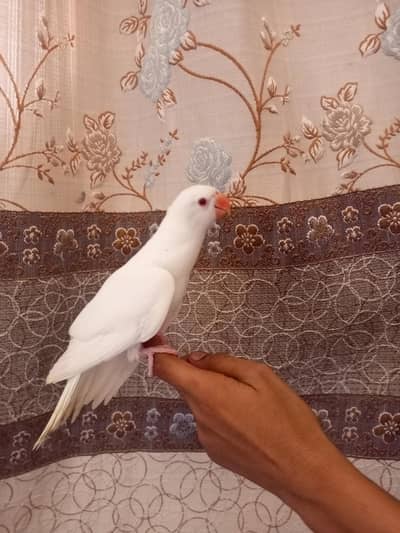 White Ringneck chick