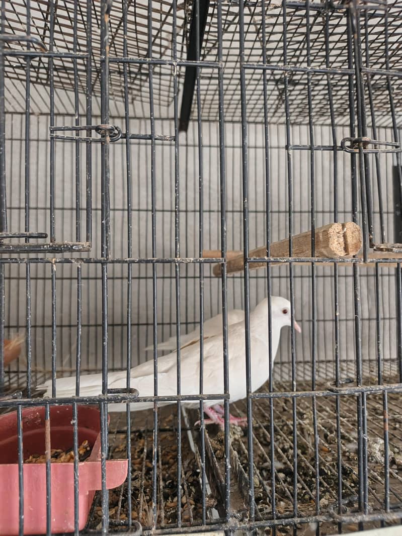 humray doves pair 0