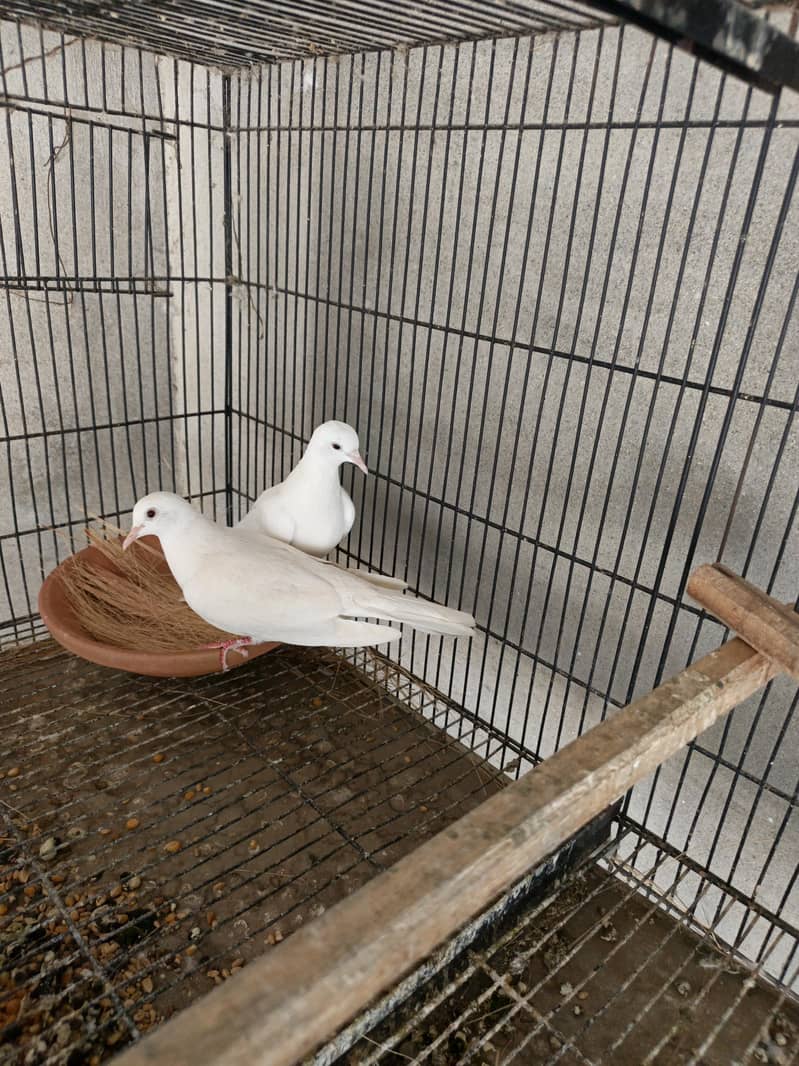 humray doves pair 1
