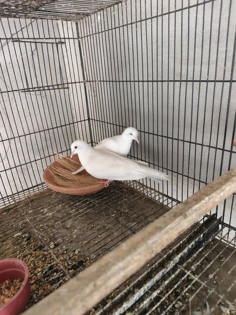 humray doves pair 2