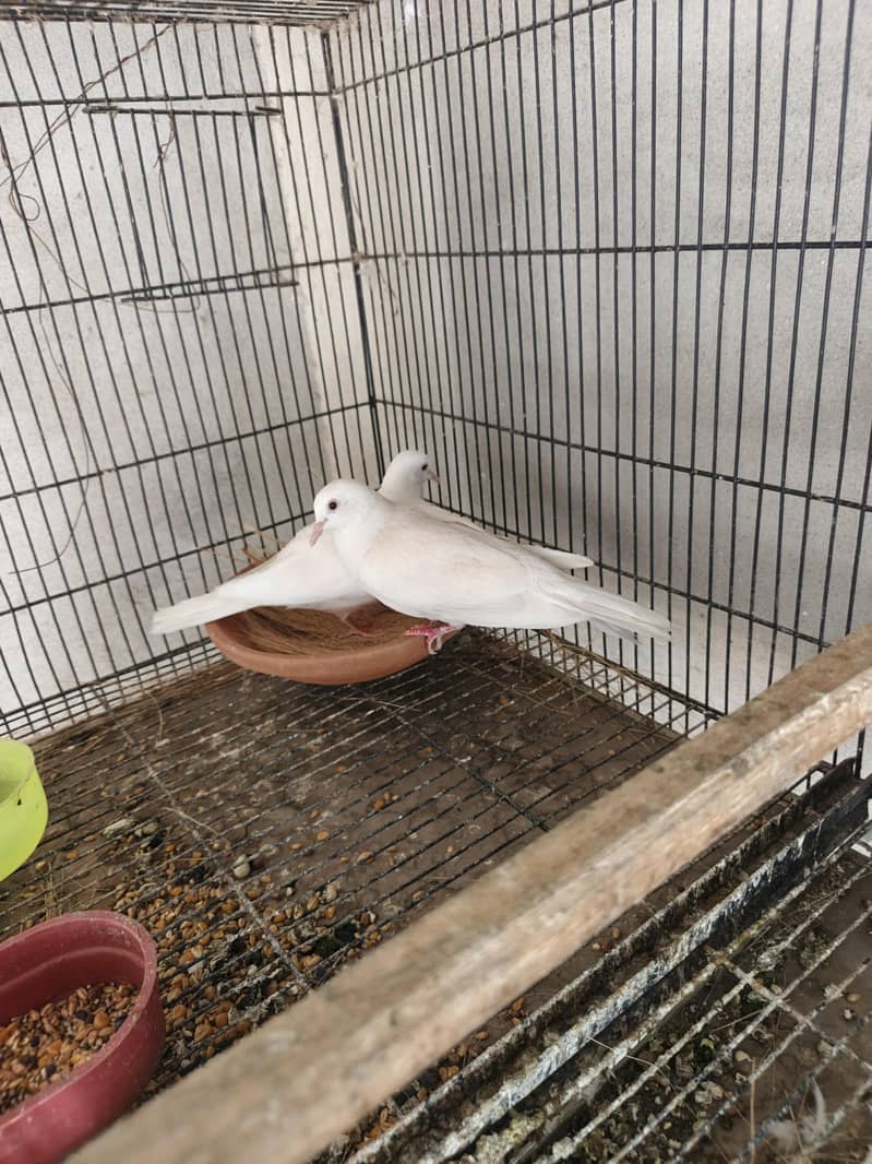 humray doves pair 3