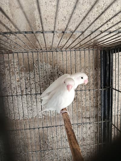 Albino Red Eyes