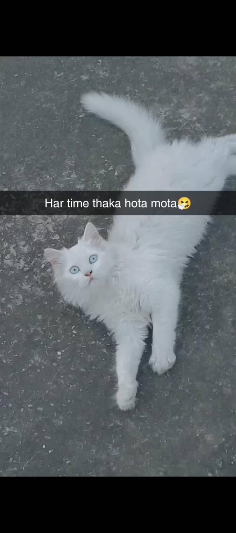 active persion white male cat in sky blue eyes beautiful and healthy 0