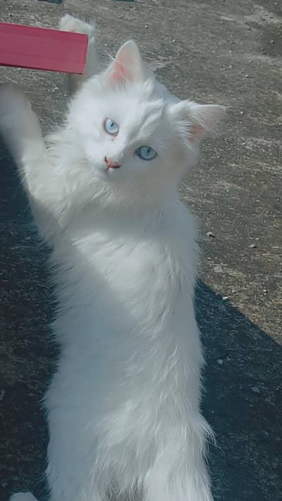 active persion white male cat in sky blue eyes beautiful and healthy