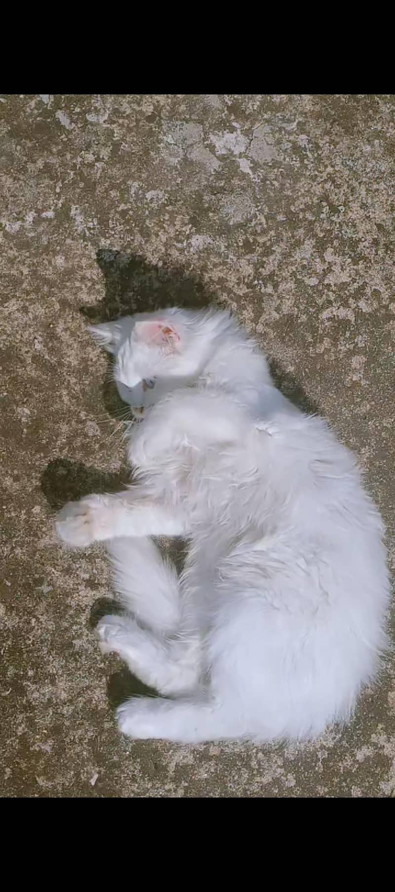 active persion white male cat in sky blue eyes beautiful and healthy 2