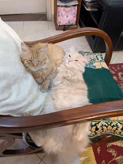 Domestic Mainecoon Pair