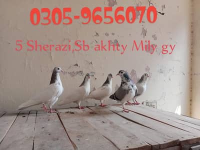 For Sale Breeder Birds