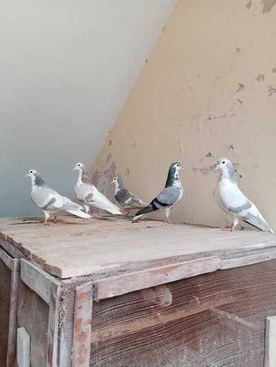 For Sale 5 Sherazi Breeder Birds